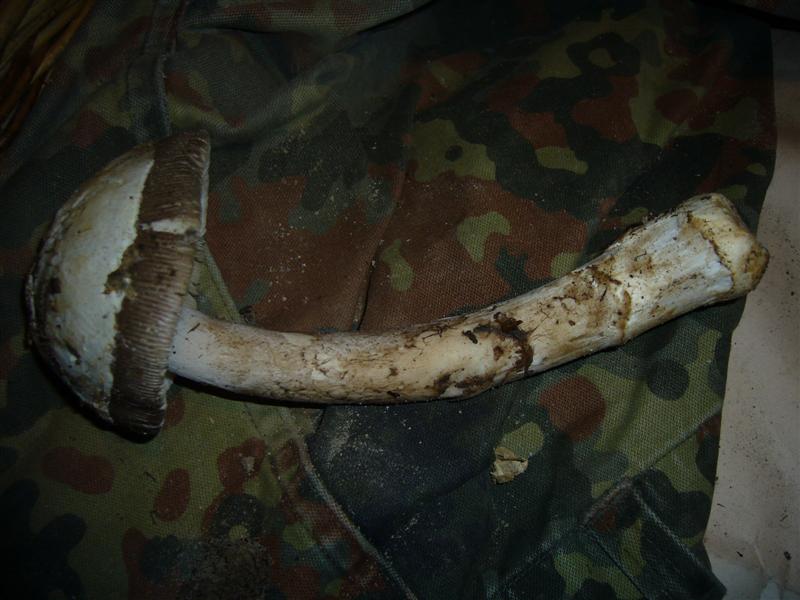 Amanita